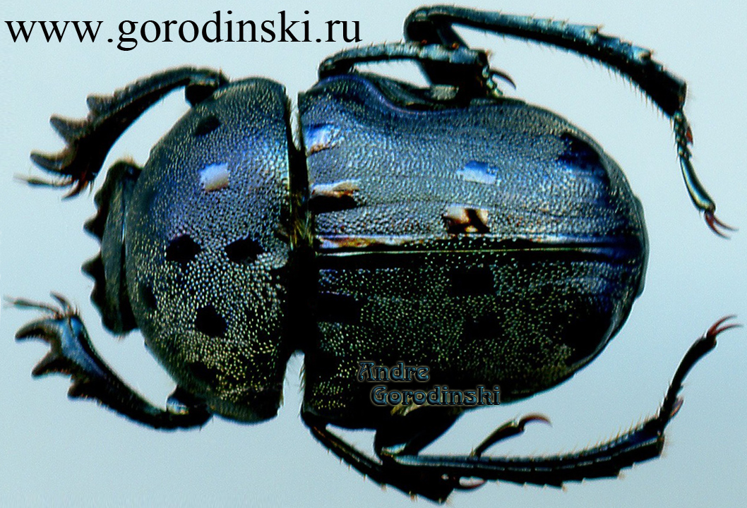 http://www.gorodinski.ru/copr/Gymnopleurus parvus.jpg
